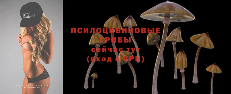 Псилоцибиновые грибы Psilocybine cubensis  сколько стоит  Старая Русса 